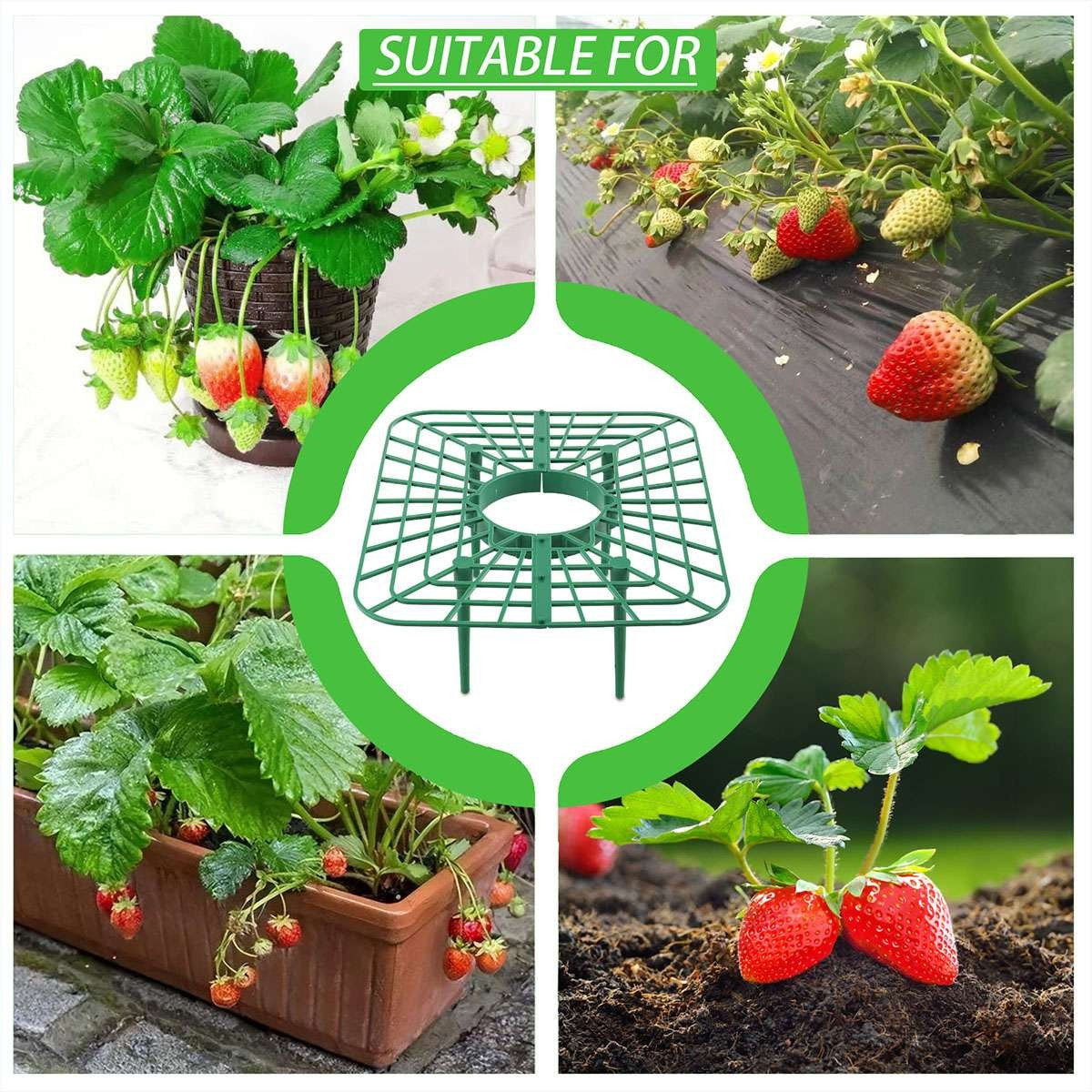 5 Pack Strawberry Supports Garden Fruit Plant Cage Holder Plastic Tray Cradles