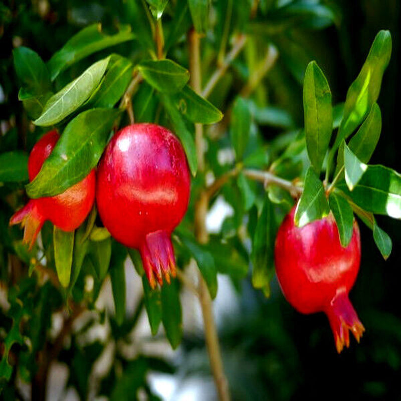 Pomegranate seeds, Dwarf Pomegranate Shrub for Containers & Bonsai - Vibrant Orange-Red Flowers & Fruit, Dry Climates, Perfect for Small Gardens 