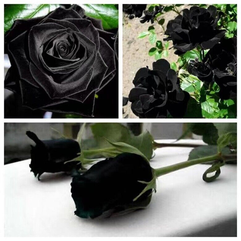 Black Rose Seeds - Grow Stunning Dark Hybrid Roses Like Black Baccara & Black Magic | High Germination Rate | Garden Flower Seeds for Unique Blooms