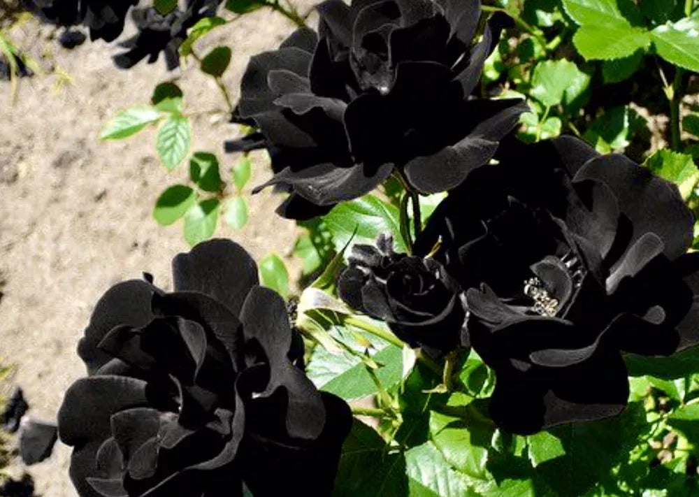 Black Rose Seeds - Grow Stunning Dark Hybrid Roses Like Black Baccara & Black Magic | High Germination Rate | Garden Flower Seeds for Unique Blooms