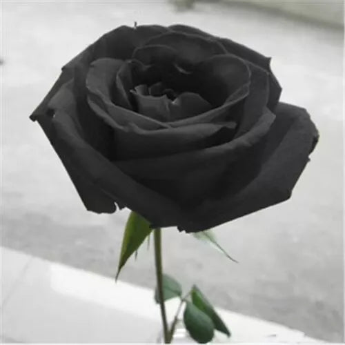 Black Rose Seeds - Grow Stunning Dark Hybrid Roses Like Black Baccara & Black Magic | High Germination Rate | Garden Flower Seeds for Unique Blooms