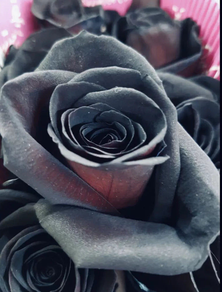 Black Rose Seeds - Grow Stunning Dark Hybrid Roses Like Black Baccara & Black Magic | High Germination Rate | Garden Flower Seeds for Unique Blooms