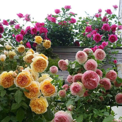 Climbing Rose Seeds 200+ Mix – Easy-to-Grow Outdoor Flowers for Garden, Fence & Trellis – Bloom in Spring, Summer & Fall