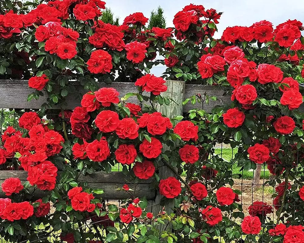 Climbing Rose Seeds 200+ Mix – Easy-to-Grow Outdoor Flowers for Garden, Fence & Trellis – Bloom in Spring, Summer & Fall