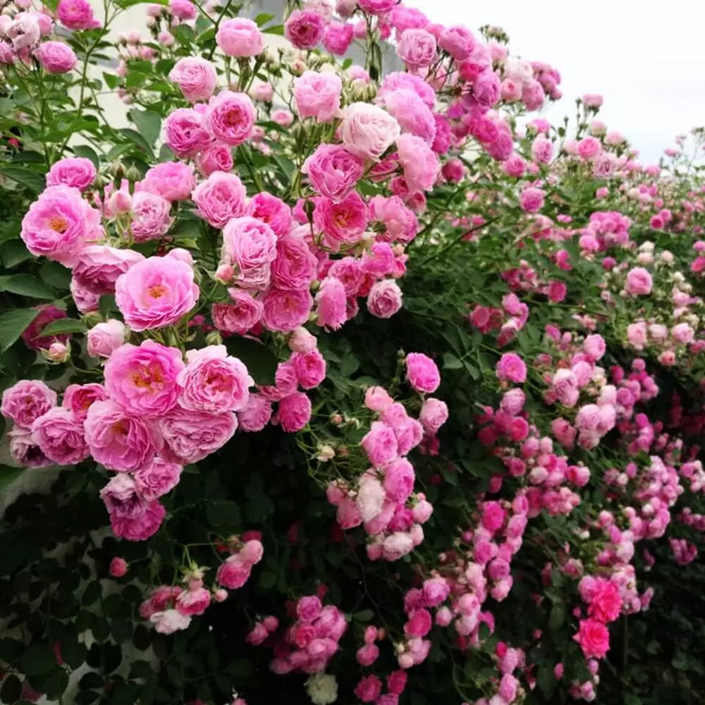 Climbing Rose Seeds 200+ Mix – Easy-to-Grow Outdoor Flowers for Garden, Fence & Trellis – Bloom in Spring, Summer & Fall