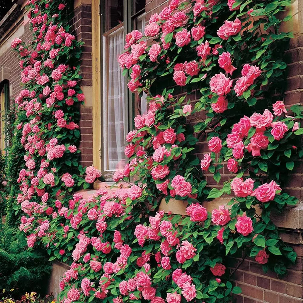 Climbing Rose Seeds 200+ Mix – Easy-to-Grow Outdoor Flowers for Garden, Fence & Trellis – Bloom in Spring, Summer & Fall