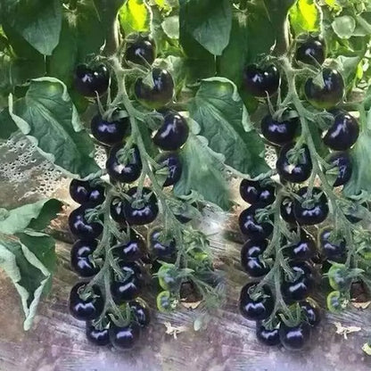 Black Cherry Tomato Seeds - Rare, Sweet & Juicy Heirloom | 75+ Non-GMO Seeds | High-Yield, Container-Friendly & Nutrient-Rich for Small Spaces!