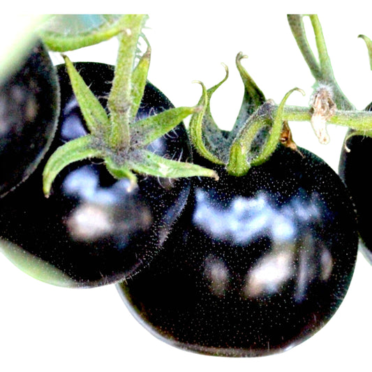 Black Cherry Tomato Seeds - Rare, Sweet & Juicy Heirloom | 75+ Non-GMO Seeds | High-Yield, Container-Friendly & Nutrient-Rich for Small Spaces!