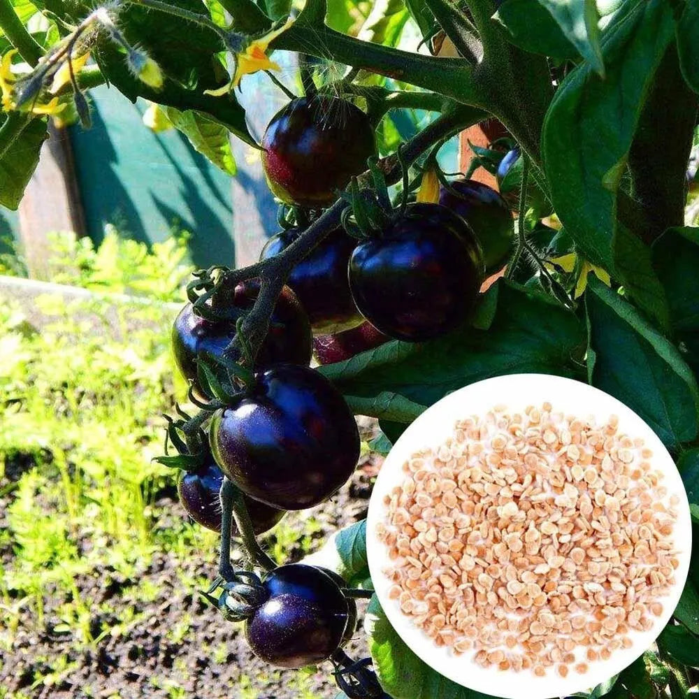 Black Cherry Tomato Seeds - Rare, Sweet & Juicy Heirloom | 75+ Non-GMO Seeds | High-Yield, Container-Friendly & Nutrient-Rich for Small Spaces!