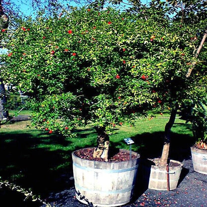 Pomegranate seeds, Dwarf Pomegranate Shrub for Containers & Bonsai - Vibrant Orange-Red Flowers & Fruit, Dry Climates, Perfect for Small Gardens