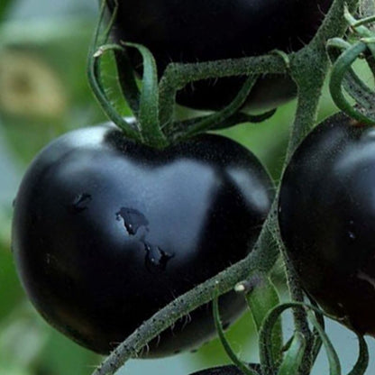 Black Cherry Tomato Seeds - Rare, Sweet & Juicy Heirloom | 75+ Non-GMO Seeds | High-Yield, Container-Friendly & Nutrient-Rich for Small Spaces!