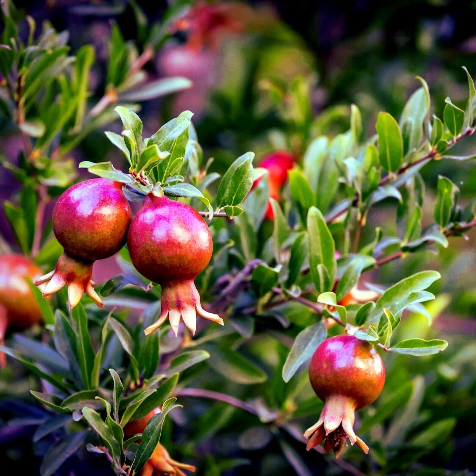 Pomegranate seeds, Dwarf Pomegranate Shrub for Containers & Bonsai - Vibrant Orange-Red Flowers & Fruit, Dry Climates, Perfect for Small Gardens