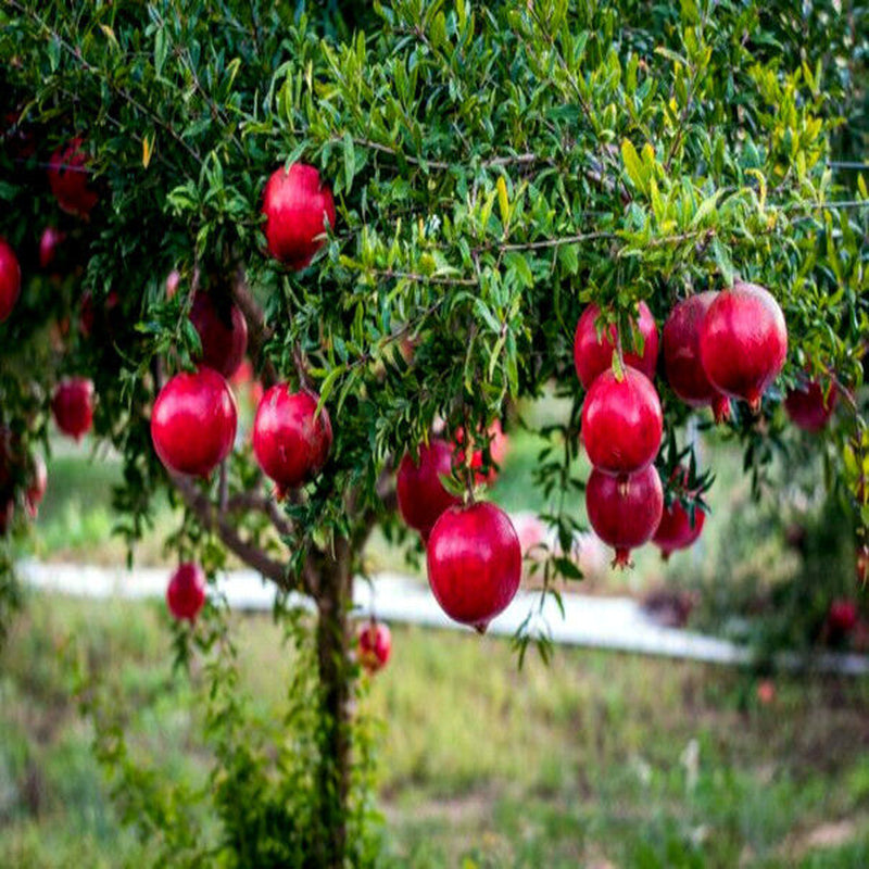 Pomegranate seeds, Dwarf Pomegranate Shrub for Containers & Bonsai - Vibrant Orange-Red Flowers & Fruit, Dry Climates, Perfect for Small Gardens