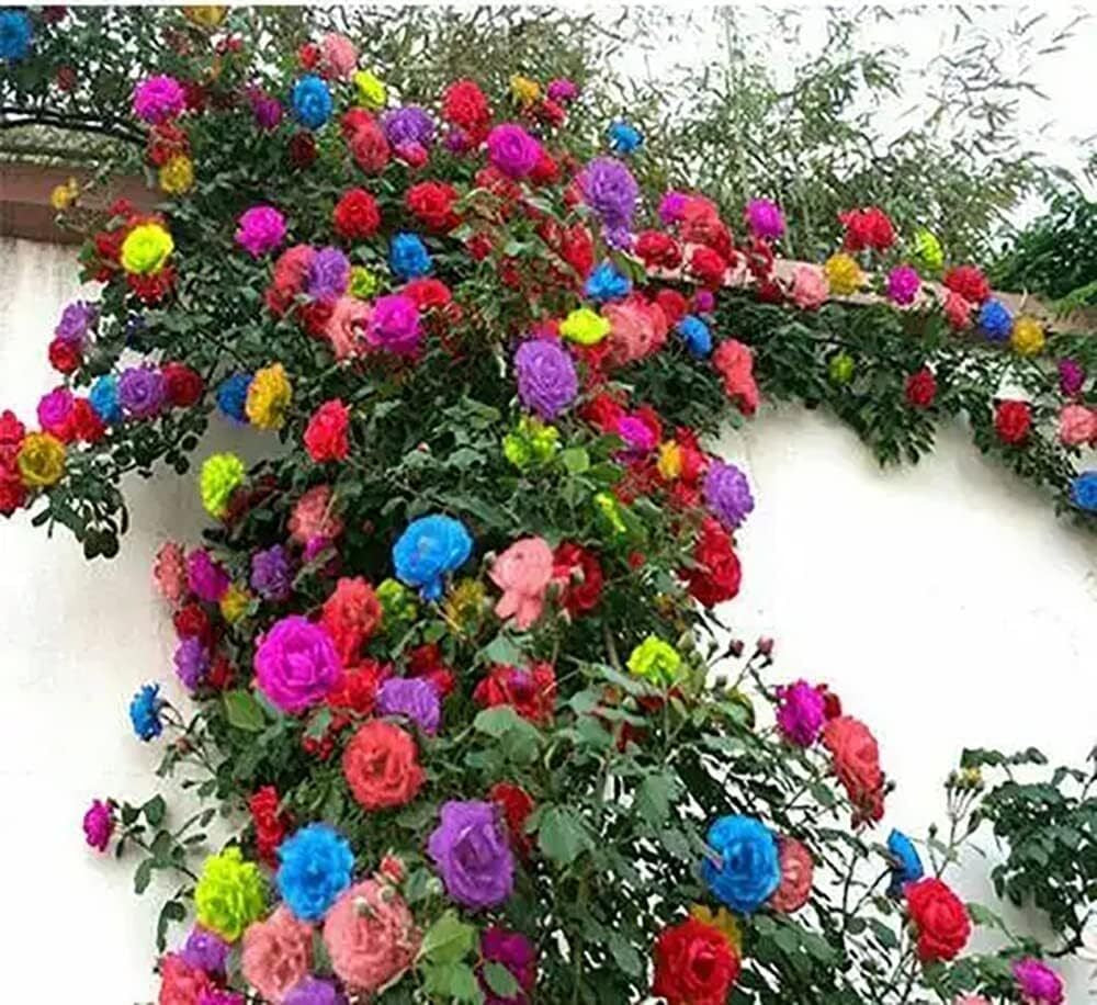 Climbing Rose Seeds 200+ Mix – Easy-to-Grow Outdoor Flowers for Garden, Fence & Trellis – Bloom in Spring, Summer & Fall