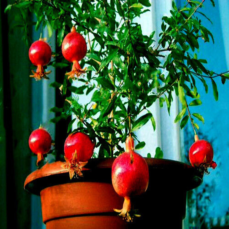 Pomegranate seeds, Dwarf Pomegranate Shrub for Containers & Bonsai - Vibrant Orange-Red Flowers & Fruit, Dry Climates, Perfect for Small Gardens