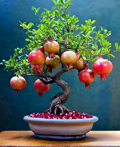 Pomegranate seeds, Dwarf Pomegranate Shrub for Containers & Bonsai - Vibrant Orange-Red Flowers & Fruit, Dry Climates, Perfect for Small Gardens