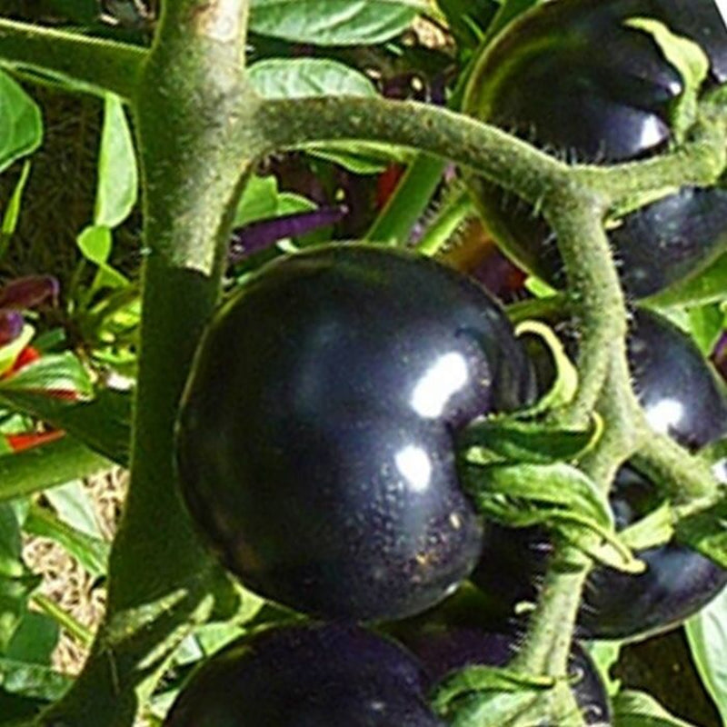 Black Cherry Tomato Seeds - Rare, Sweet & Juicy Heirloom | 75+ Non-GMO Seeds | High-Yield, Container-Friendly & Nutrient-Rich for Small Spaces!