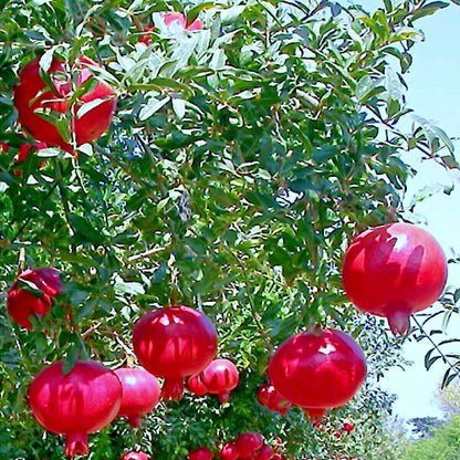 Pomegranate seeds, Dwarf Pomegranate Shrub for Containers & Bonsai - Vibrant Orange-Red Flowers & Fruit, Dry Climates, Perfect for Small Gardens