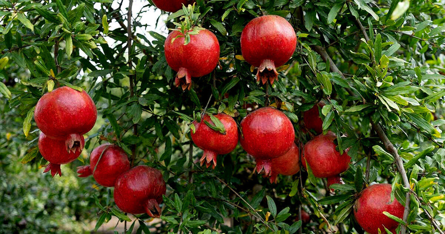 Pomegranate seeds, Dwarf Pomegranate Shrub for Containers & Bonsai - Vibrant Orange-Red Flowers & Fruit, Dry Climates, Perfect for Small Gardens