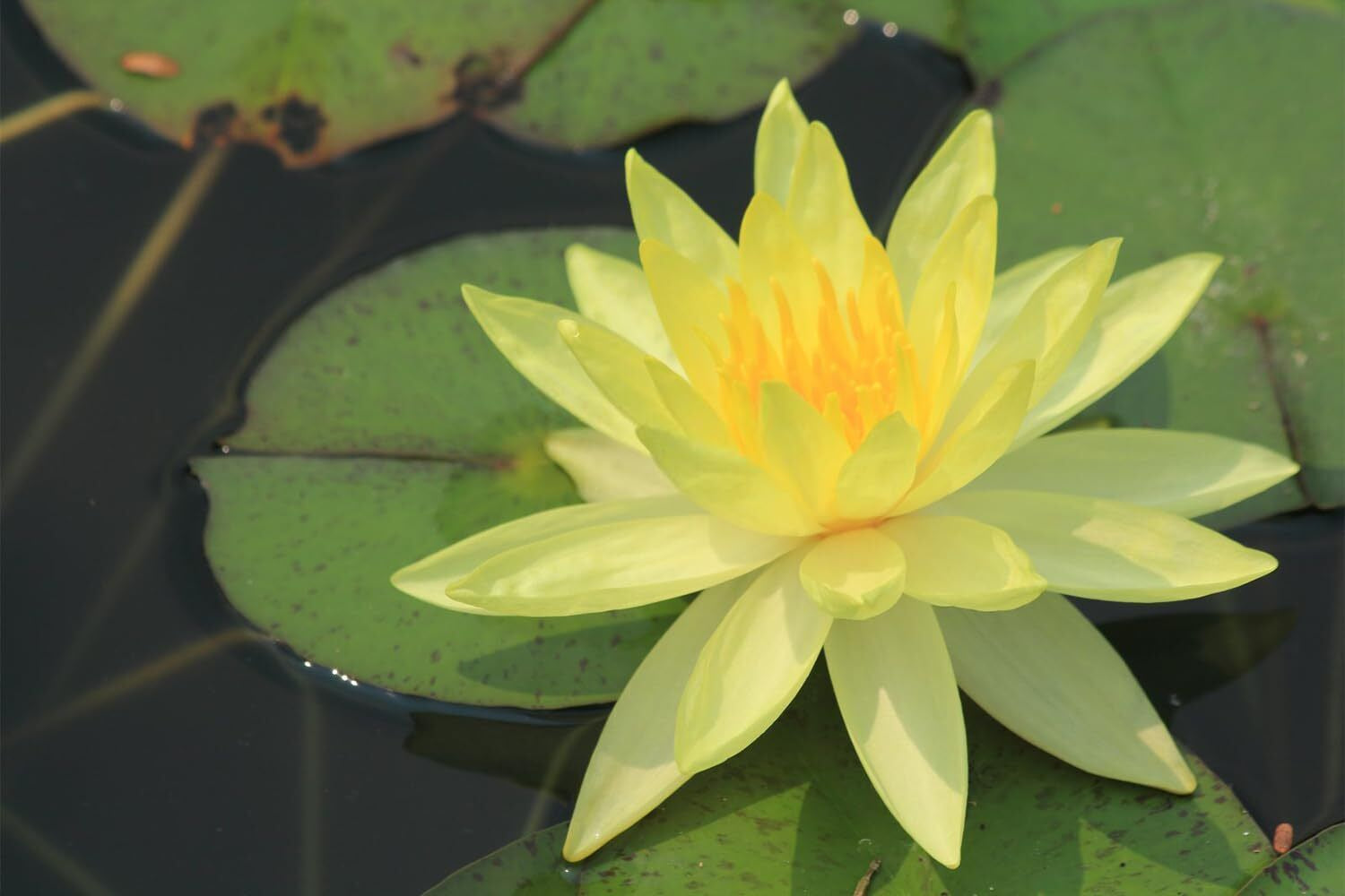 lotusseeds, 60 Pieces Lotus Flower Seeds for Planting in Water – Easy to Grow, High Germination, Perfect for Ponds, Gardens, Indoors & Outdoors