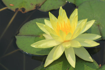 lotusseeds, 60 Pieces Lotus Flower Seeds for Planting in Water – Easy to Grow, High Germination, Perfect for Ponds, Gardens, Indoors & Outdoors