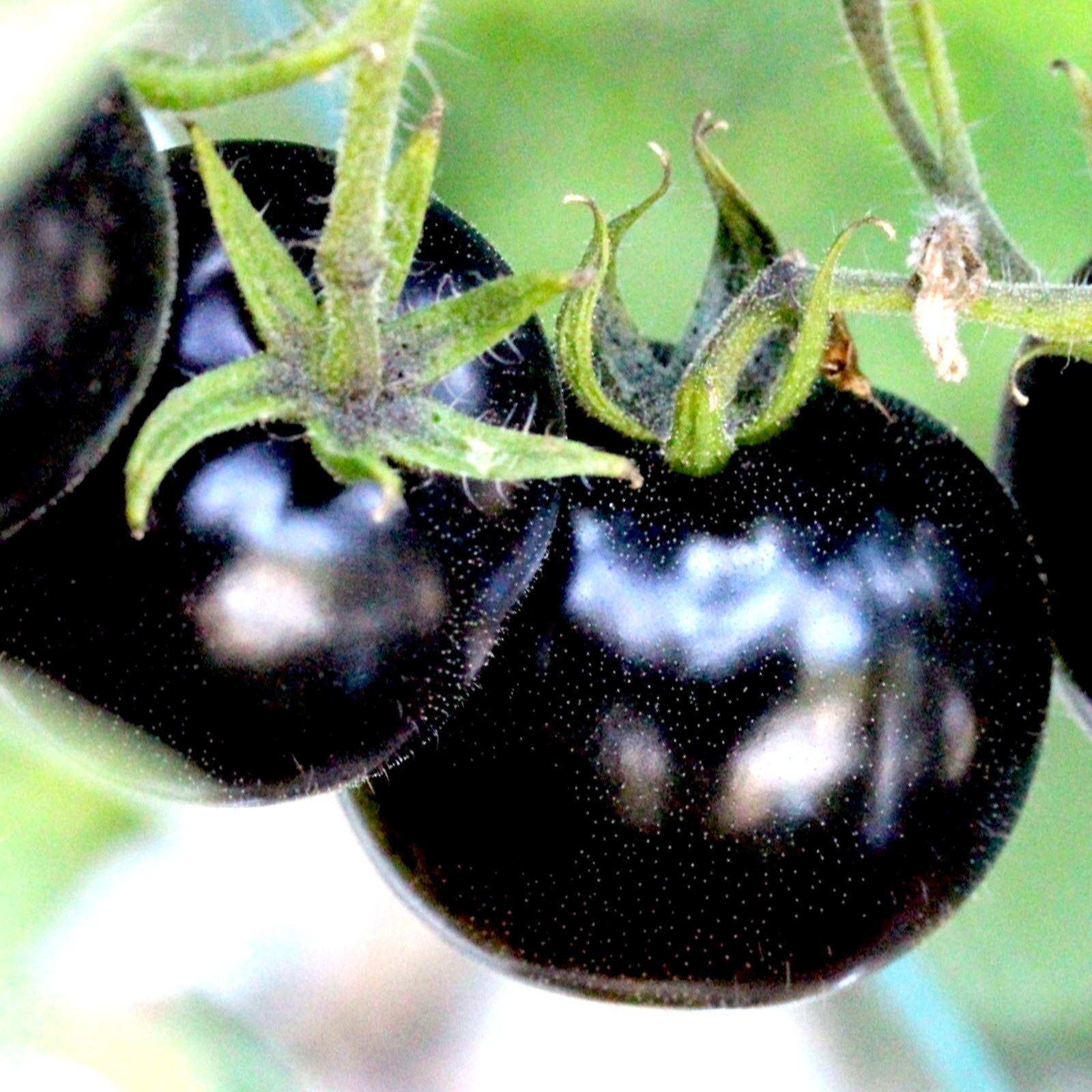 Black Cherry Tomato Seeds - Rare, Sweet & Juicy Heirloom | 75+ Non-GMO Seeds | High-Yield, Container-Friendly & Nutrient-Rich for Small Spaces!