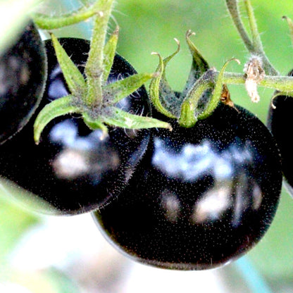 Black Cherry Tomato Seeds - Rare, Sweet & Juicy Heirloom | 75+ Non-GMO Seeds | High-Yield, Container-Friendly & Nutrient-Rich for Small Spaces!