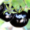 Black Cherry Tomato Seeds - Rare, Sweet & Juicy Heirloom | 75+ Non-GMO Seeds | High-Yield, Container-Friendly & Nutrient-Rich for Small Spaces!