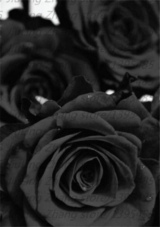 Black Rose Seeds - Grow Stunning Dark Hybrid Roses Like Black Baccara & Black Magic | High Germination Rate | Garden Flower Seeds for Unique Blooms