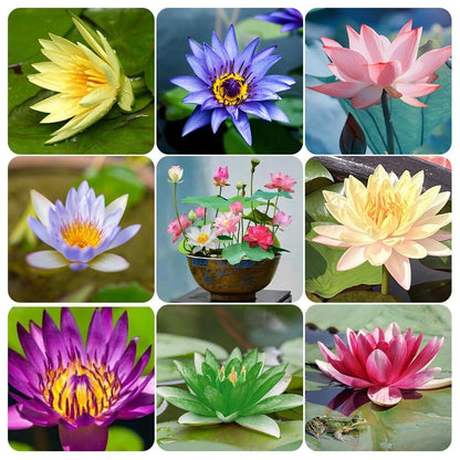 lotusseeds, 60 Pieces Lotus Flower Seeds for Planting in Water – Easy to Grow, High Germination, Perfect for Ponds, Gardens, Indoors & Outdoors