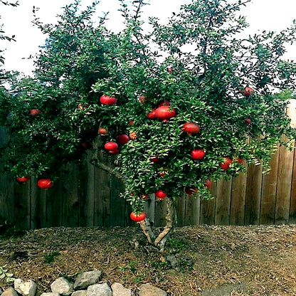 Pomegranate seeds, Dwarf Pomegranate Shrub for Containers & Bonsai - Vibrant Orange-Red Flowers & Fruit, Dry Climates, Perfect for Small Gardens