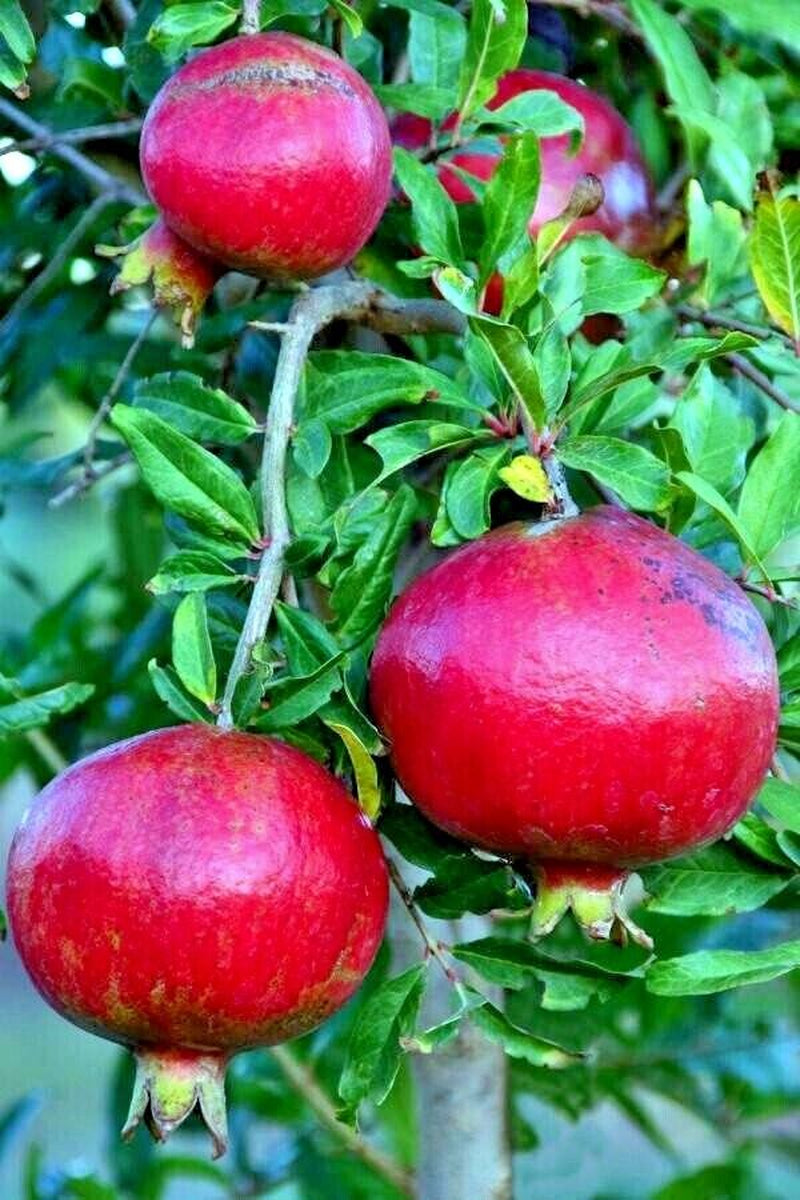 Pomegranate seeds, Dwarf Pomegranate Shrub for Containers & Bonsai - Vibrant Orange-Red Flowers & Fruit, Dry Climates, Perfect for Small Gardens