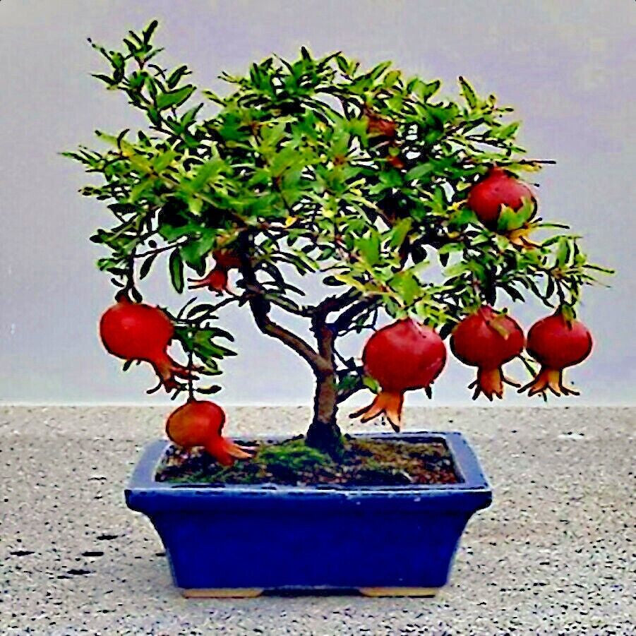 Pomegranate seeds, Dwarf Pomegranate Shrub for Containers & Bonsai - Vibrant Orange-Red Flowers & Fruit, Dry Climates, Perfect for Small Gardens