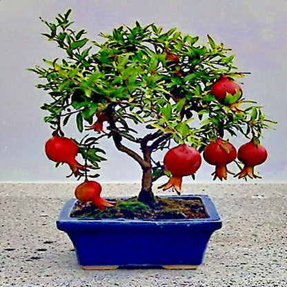 Pomegranate seeds, Dwarf Pomegranate Shrub for Containers & Bonsai - Vibrant Orange-Red Flowers & Fruit, Dry Climates, Perfect for Small Gardens