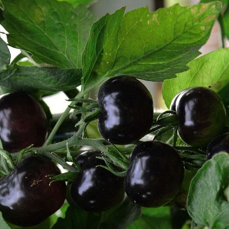 Black Cherry Tomato Seeds - Rare, Sweet & Juicy Heirloom | 75+ Non-GMO Seeds | High-Yield, Container-Friendly & Nutrient-Rich for Small Spaces!