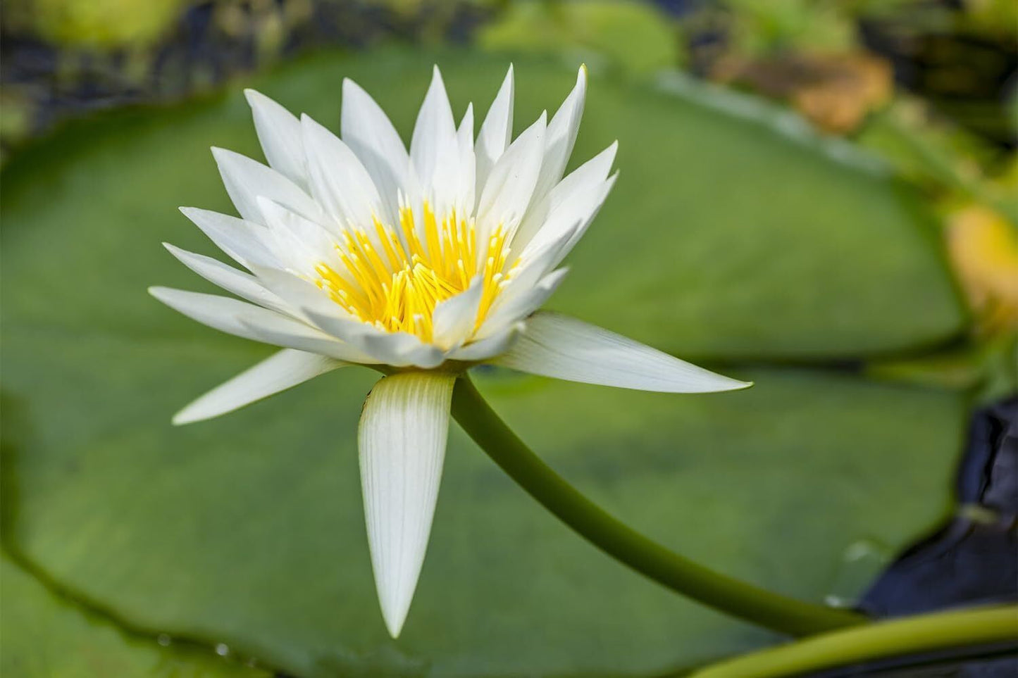 lotusseeds, 60 Pieces Lotus Flower Seeds for Planting in Water – Easy to Grow, High Germination, Perfect for Ponds, Gardens, Indoors & Outdoors